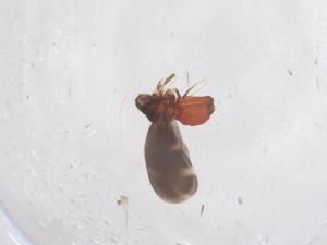  ( - CBG-B01036-B11)  @11 [ ] CreativeCommons - Attribution Share - Alike (2025) Centre for Biodiversity Genomics Centre for Biodiversity Genomics