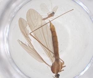  (Gonomyia pleuralis - CBG-B01165-F03)  @11 [ ] CreativeCommons - Attribution Share - Alike (2025) Centre for Biodiversity Genomics Centre for Biodiversity Genomics