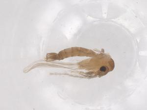  ( - CBG-B01200-C07)  @11 [ ] CreativeCommons - Attribution Share - Alike (2025) Centre for Biodiversity Genomics Centre for Biodiversity Genomics