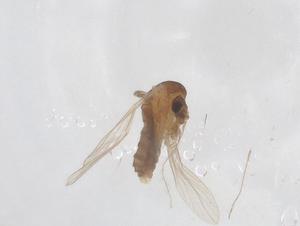  ( - CBG-B01231-C07)  @11 [ ] CreativeCommons - Attribution Share - Alike (2025) Centre for Biodiversity Genomics Centre for Biodiversity Genomics