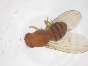  (Drosophila neocardini - CBG-B01248-H10)  @11 [ ] CreativeCommons - Attribution Share - Alike (2025) Centre for Biodiversity Genomics Centre for Biodiversity Genomics