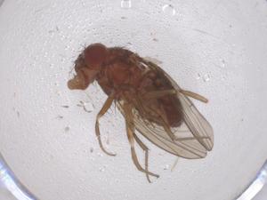  ( - CBG-B02110-F04)  @11 [ ] CreativeCommons - Attribution Share - Alike (2025) Centre for Biodiversity Genomics Centre for Biodiversity Genomics