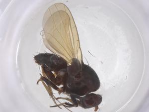  (Gonomyia condensa - CBG-B02131-A12)  @11 [ ] CreativeCommons - Attribution Share - Alike (2025) Centre for Biodiversity Genomics Centre for Biodiversity Genomics