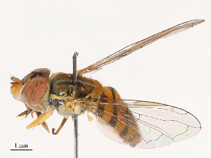  ( - CBG-B02477-G08)  @11 [ ] CreativeCommons - Attribution Share - Alike (2025) CBG Photography Group Centre for Biodiversity Genomics