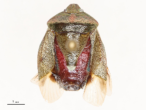  (Banasa alboapicata - CBG-B00505-F02)  @11 [ ] CreativeCommons - Attribution Share - Alike (2025) CBG Photography Group Centre for Biodiversity Genomics