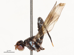  ( - CBG-B00506-C03)  @11 [ ] CreativeCommons - Attribution Share - Alike (2025) CBG Photography Group Centre for Biodiversity Genomics