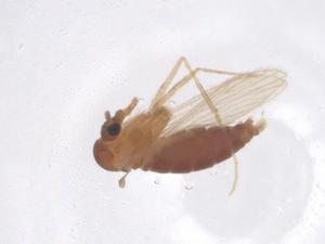  ( - CBG-B00584-H08)  @11 [ ] CreativeCommons - Attribution Share - Alike (2025) Centre for Biodiversity Genomics Centre for Biodiversity Genomics