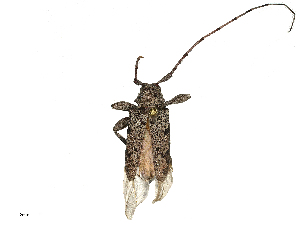  ( - CBG-B00585-B11)  @11 [ ] CreativeCommons - Attribution Share - Alike (2025) CBG Photography Group Centre for Biodiversity Genomics