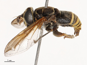  ( - CBG-B00585-C02)  @11 [ ] CreativeCommons - Attribution Share - Alike (2025) CBG Photography Group Centre for Biodiversity Genomics