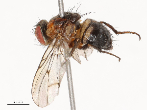  ( - CBG-B00585-G01)  @11 [ ] CreativeCommons - Attribution Share - Alike (2025) CBG Photography Group Centre for Biodiversity Genomics