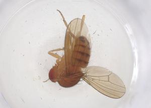  (Drosophila bandeirantorum - CBG-B00880-B01)  @11 [ ] CreativeCommons - Attribution Share - Alike (2025) Centre for Biodiversity Genomics Centre for Biodiversity Genomics