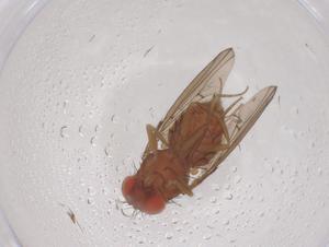  ( - CBG-B00881-F11)  @11 [ ] CreativeCommons - Attribution Share - Alike (2025) Centre for Biodiversity Genomics Centre for Biodiversity Genomics