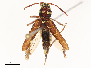  ( - CBG-B00906-E09)  @11 [ ] CreativeCommons - Attribution Share - Alike (2025) CBG Photography Group Centre for Biodiversity Genomics