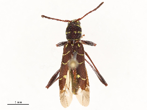  ( - CBG-B00906-E11)  @11 [ ] CreativeCommons - Attribution Share - Alike (2025) CBG Photography Group Centre for Biodiversity Genomics