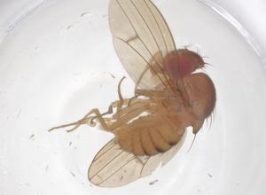  ( - CBG-B00914-H08)  @11 [ ] CreativeCommons - Attribution Share - Alike (2025) Centre for Biodiversity Genomics Centre for Biodiversity Genomics