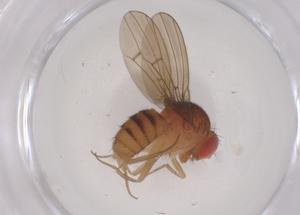  ( - CBG-B00962-C06)  @11 [ ] CreativeCommons - Attribution Share - Alike (2025) Centre for Biodiversity Genomics Centre for Biodiversity Genomics