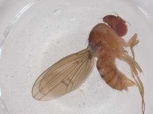  ( - CBG-B00962-G09)  @11 [ ] CreativeCommons - Attribution Share - Alike (2025) Centre for Biodiversity Genomics Centre for Biodiversity Genomics