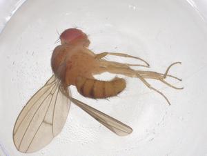  ( - CBG-B00968-F12)  @11 [ ] CreativeCommons - Attribution Share - Alike (2025) Centre for Biodiversity Genomics Centre for Biodiversity Genomics