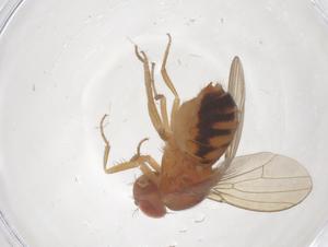  ( - CBG-B00968-H06)  @11 [ ] CreativeCommons - Attribution Share - Alike (2025) Centre for Biodiversity Genomics Centre for Biodiversity Genomics