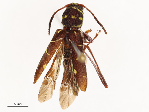  ( - CBG-B01004-E06)  @11 [ ] CreativeCommons - Attribution Share - Alike (2025) CBG Photography Group Centre for Biodiversity Genomics