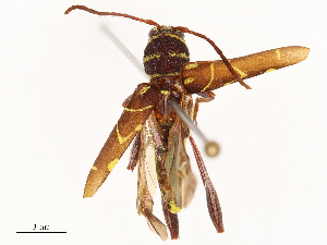  ( - CBG-B01004-E07)  @11 [ ] CreativeCommons - Attribution Share - Alike (2025) CBG Photography Group Centre for Biodiversity Genomics