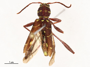  ( - CBG-B01004-E10)  @11 [ ] CreativeCommons - Attribution Share - Alike (2025) CBG Photography Group Centre for Biodiversity Genomics