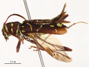  ( - CBG-B01004-E11)  @11 [ ] CreativeCommons - Attribution Share - Alike (2025) CBG Photography Group Centre for Biodiversity Genomics