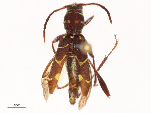  ( - CBG-B01004-F03)  @11 [ ] CreativeCommons - Attribution Share - Alike (2025) CBG Photography Group Centre for Biodiversity Genomics