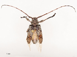  ( - CBG-B01006-F12)  @11 [ ] CreativeCommons - Attribution Share - Alike (2025) CBG Photography Group Centre for Biodiversity Genomics