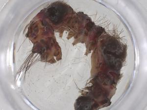  ( - CBG-B01032-G08)  @11 [ ] CreativeCommons - Attribution Share - Alike (2025) Centre for Biodiversity Genomics Centre for Biodiversity Genomics