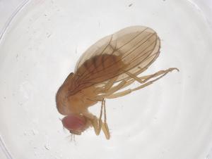  ( - CBG-B01034-H10)  @11 [ ] CreativeCommons - Attribution Share - Alike (2025) Centre for Biodiversity Genomics Centre for Biodiversity Genomics