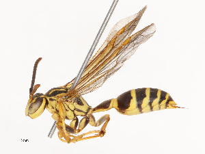  (Agelaia multipicta - CBG-B01172-D01)  @11 [ ] CreativeCommons - Attribution Share - Alike (2025) CBG Photography Group Centre for Biodiversity Genomics