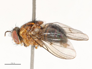  ( - CBG-B01172-G09)  @11 [ ] CreativeCommons - Attribution Share - Alike (2025) CBG Photography Group Centre for Biodiversity Genomics
