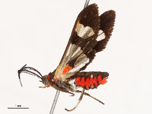  ( - CBG-B01175-H04)  @11 [ ] CreativeCommons - Attribution Share - Alike (2025) CBG Photography Group Centre for Biodiversity Genomics