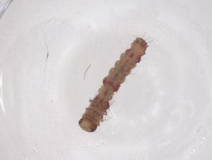  ( - CBG-B01209-G06)  @11 [ ] CreativeCommons - Attribution Share - Alike (2025) Centre for Biodiversity Genomics Centre for Biodiversity Genomics