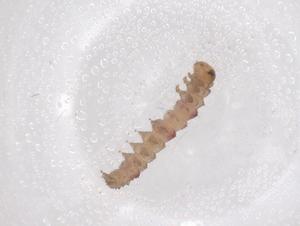  ( - CBG-B01222-F08)  @11 [ ] CreativeCommons - Attribution Share - Alike (2025) Centre for Biodiversity Genomics Centre for Biodiversity Genomics