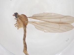  ( - CBG-B01392-A10)  @11 [ ] CreativeCommons - Attribution Share - Alike (2025) Centre for Biodiversity Genomics Centre for Biodiversity Genomics