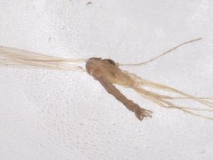  ( - CBG-B01417-E11)  @11 [ ] CreativeCommons - Attribution Share - Alike (2025) Centre for Biodiversity Genomics Centre for Biodiversity Genomics