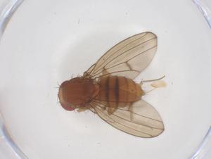  ( - CBG-B01425-D09)  @11 [ ] CreativeCommons - Attribution Share - Alike (2025) Centre for Biodiversity Genomics Centre for Biodiversity Genomics