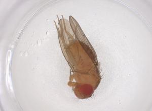  ( - CBG-B01426-C01)  @11 [ ] CreativeCommons - Attribution Share - Alike (2025) Centre for Biodiversity Genomics Centre for Biodiversity Genomics