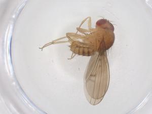  ( - CBG-B01427-F10)  @11 [ ] CreativeCommons - Attribution Share - Alike (2025) Centre for Biodiversity Genomics Centre for Biodiversity Genomics