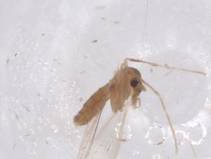  ( - CBG-B02106-E05)  @11 [ ] CreativeCommons - Attribution Share - Alike (2025) Centre for Biodiversity Genomics Centre for Biodiversity Genomics