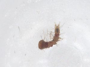  ( - CBG-B02316-F03)  @11 [ ] CreativeCommons - Attribution Share - Alike (2025) Centre for Biodiversity Genomics Centre for Biodiversity Genomics