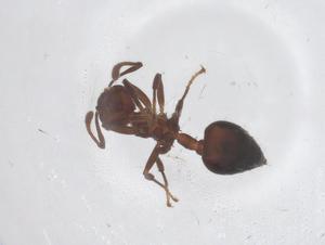  ( - CBG-B02319-E10)  @11 [ ] CreativeCommons - Attribution Share - Alike (2025) Centre for Biodiversity Genomics Centre for Biodiversity Genomics