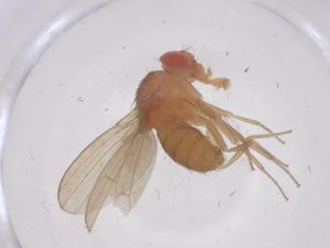  ( - CBG-B02323-B02)  @11 [ ] CreativeCommons - Attribution Share - Alike (2025) Centre for Biodiversity Genomics Centre for Biodiversity Genomics