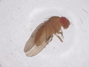  ( - CBG-B02323-G11)  @11 [ ] CreativeCommons - Attribution Share - Alike (2025) Centre for Biodiversity Genomics Centre for Biodiversity Genomics