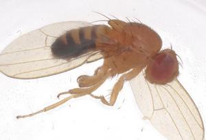  ( - CBG-B02324-D01)  @11 [ ] CreativeCommons - Attribution Share - Alike (2025) Centre for Biodiversity Genomics Centre for Biodiversity Genomics