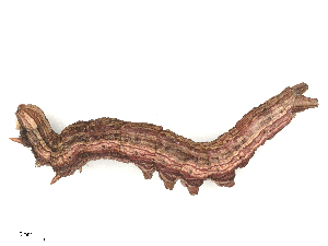  ( - CBG-B02340-H09)  @11 [ ] CreativeCommons - Attribution Share - Alike (2025) CBG Photography Group Centre for Biodiversity Genomics