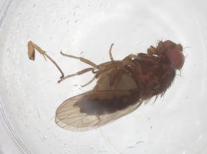  (Drosophila antonietae - CBG-B02401-H07)  @11 [ ] CreativeCommons - Attribution Share - Alike (2025) Centre for Biodiversity Genomics Centre for Biodiversity Genomics