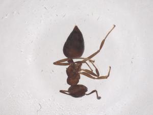  ( - CBG-B03893-C05)  @11 [ ] CreativeCommons - Attribution Share - Alike (2025) Centre for Biodiversity Genomics Centre for Biodiversity Genomics